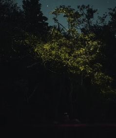 Bohol_PH_Firefly Watching Tour_2026_1